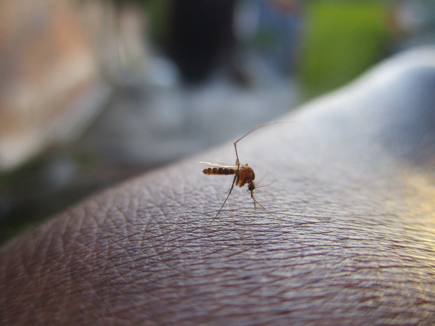 Multiple mosquito blood meals accelerate malaria transmission